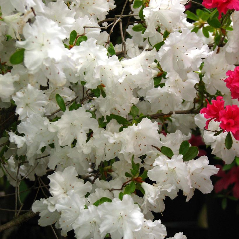 Azalea obtusum Adonis - Japanische Azalee (Blüte)