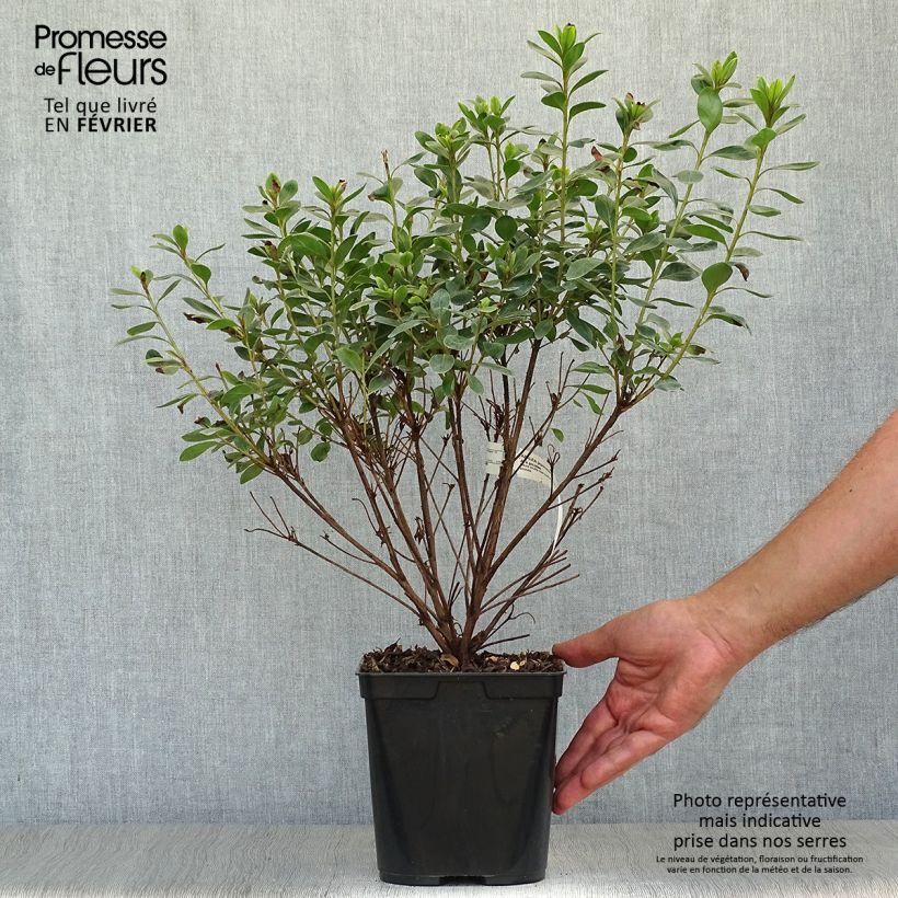 Exemplar von Azalée du Japon Al's Picotee - Rhododendron hybride Pot de 2L/3L wie im Herbst geliefert