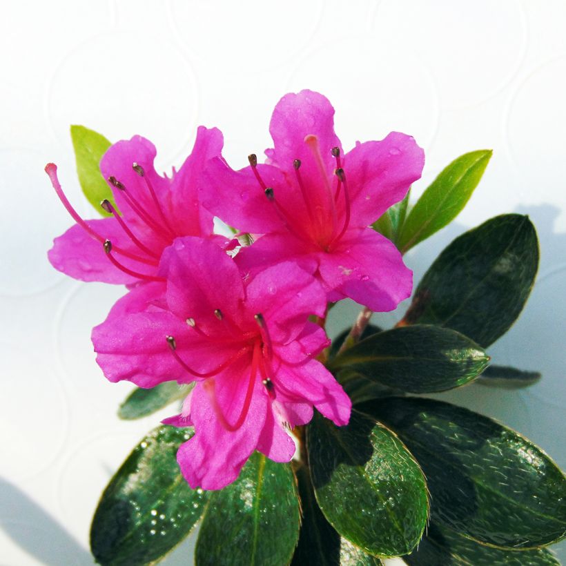 Japanische Azalee Amoena - Azalea (Blüte)