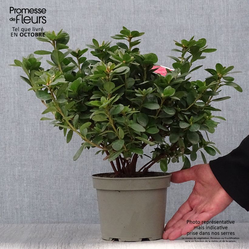 Exemplar von Azalée du Japon Ardeur - Rhododendron hybride Pot de 2L/3L wie im Herbst geliefert