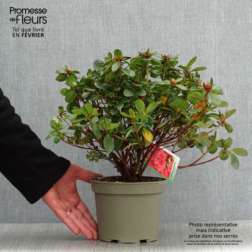 Exemplar von Azalée du Japon Ardeur - Rhododendron hybride Pot de 2L/3L wie im Winter geliefert