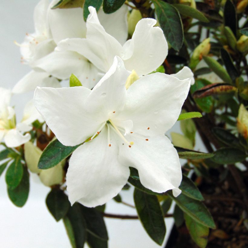 Japanische Azalee Eucharis - Azalea (Blüte)