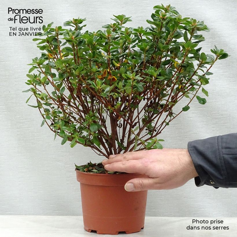 Exemplar von Azalée du Japon Hino-Crimson - Rhododendron hybride Pot de 2L/3L wie im Winter geliefert