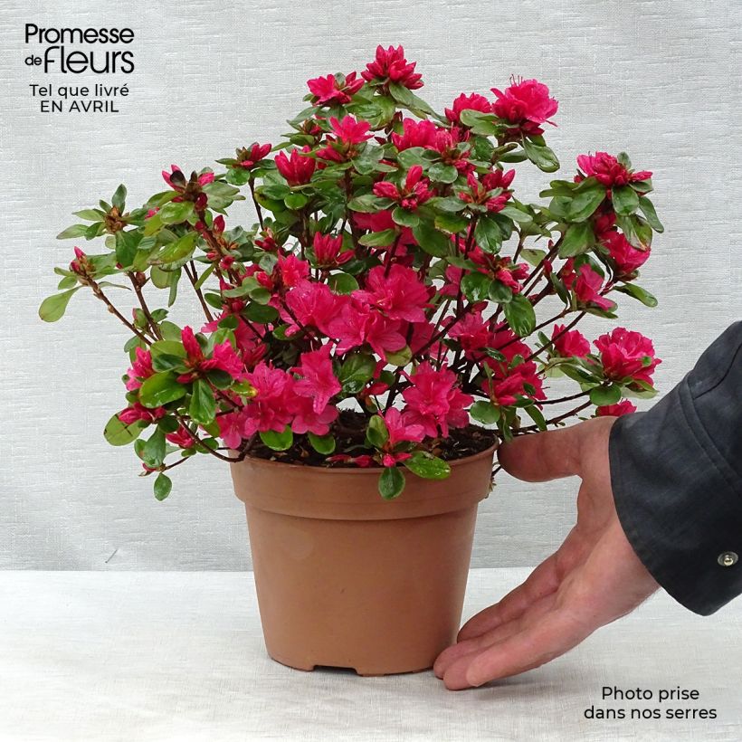 Exemplar von Japanische Azalee Hino-Crimson - Azalea Topf mit 2L/3LGelieferte Höhe ca. 20/30cm wie im Frühjahr geliefert