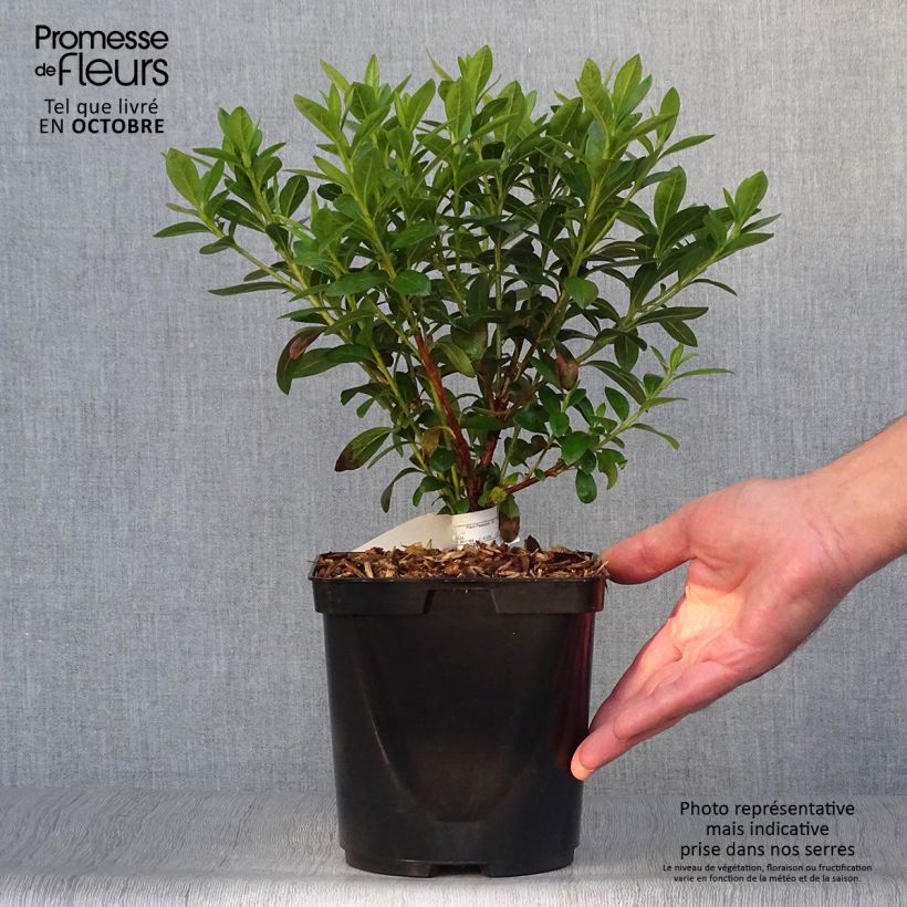 Exemplar von Azalée du Japon Ho Oden - Rhododendron hybride Pot de 2L/3L wie im Herbst geliefert