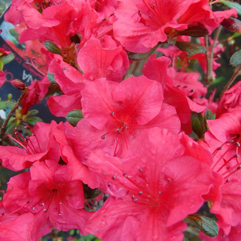 Japanische Azalee Johanna - Azalea (Blüte)