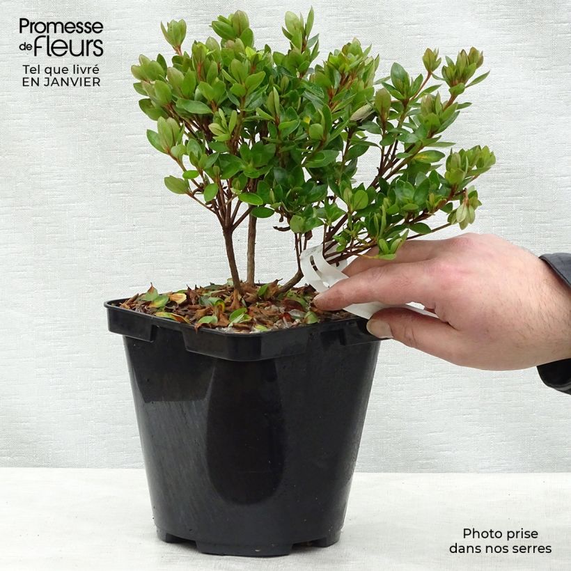 Exemplar von Azalée du Japon Kirin - Rhododendron hybride Pot de 2L/3L wie im Winter geliefert