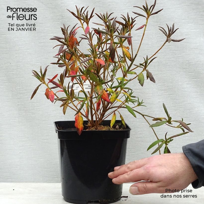 Exemplar von Azalée du Japon Koromo Shikibu - Rhododendron hybride Pot de 2L/3L wie im Winter geliefert