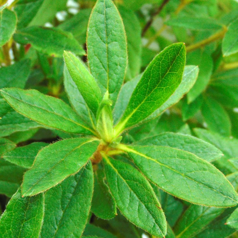 Azalea macrosepalum Koromo Shikibu - Japanische Azaleen (Laub)