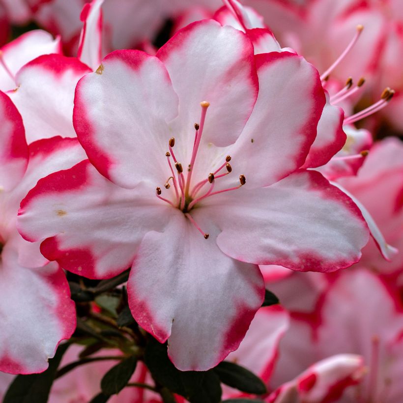 Japanische Azalee Sachsenstern - Azalea (Blüte)