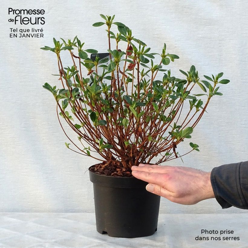 Exemplar von Azalée du Japon Schneewittchen - Rhododendron hybride en pot de 2/3L wie im Winter geliefert