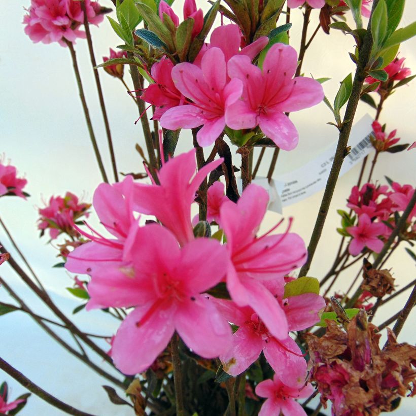 Japanische Azalee Sylvester - Azalea (Blüte)