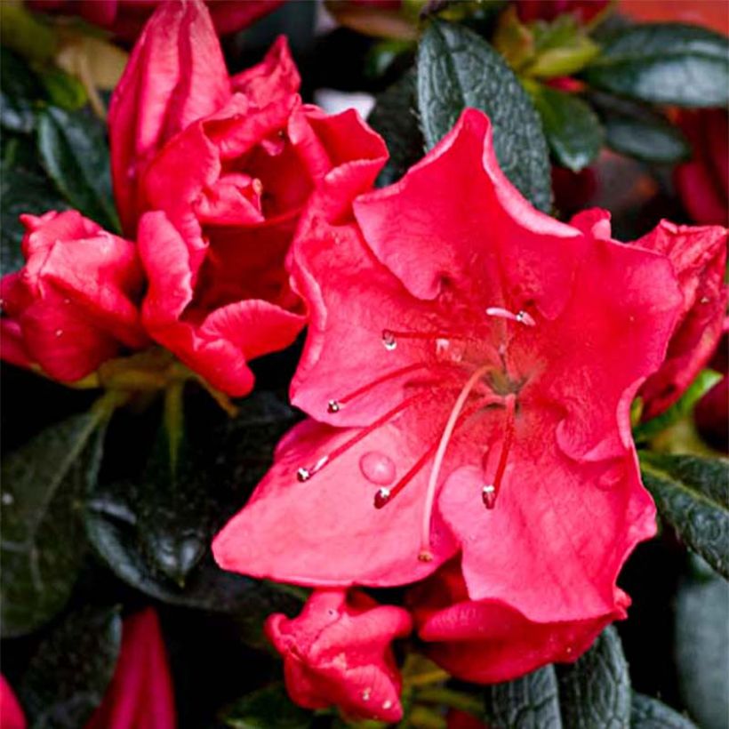 Japanische Azalee Vuyk's Rosyred - Azalea (Blüte)