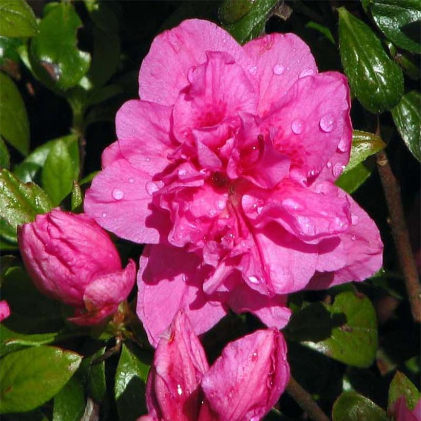 Japanische Azalee Vuyk's Scarlet - Azalea (Blüte)