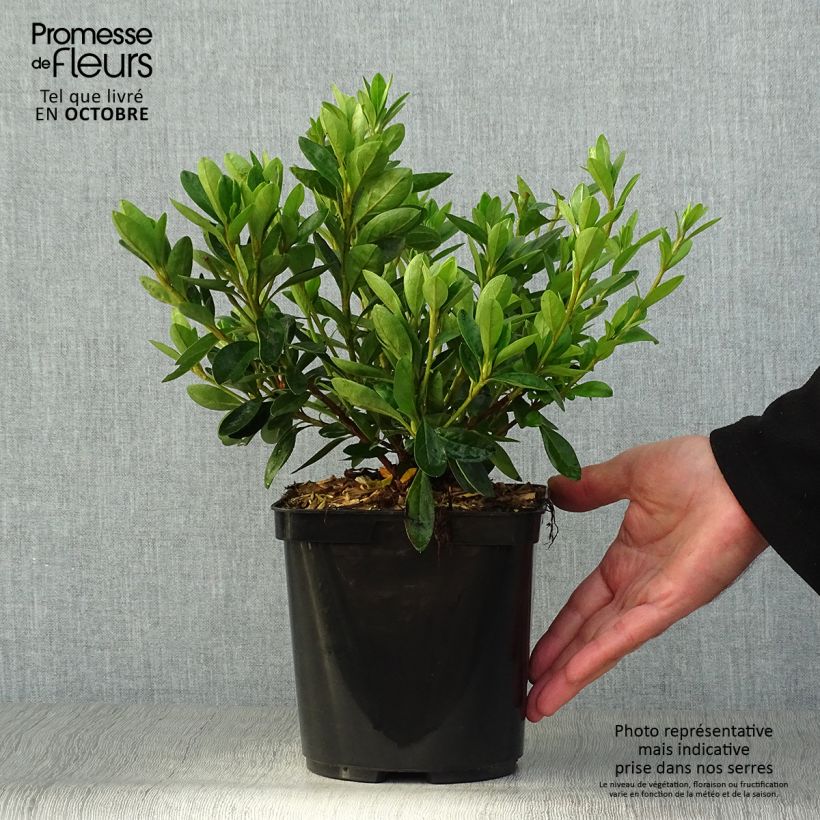 Exemplar von Azalée du Japon White Prince - Rhododendron hybride Pot de 2L/3L wie im Herbst geliefert