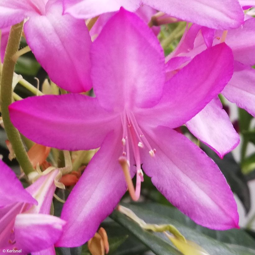 Azalea gowenianum - Azaleodendron (Blüte)