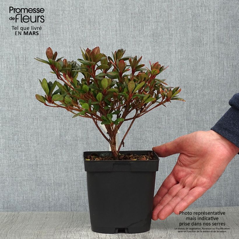 Exemplar von Japanische Azalee Arabesk - Azalea Topf mit 1,5L/2LGelieferte Höhe ca. 20/30cm wie im Winter geliefert