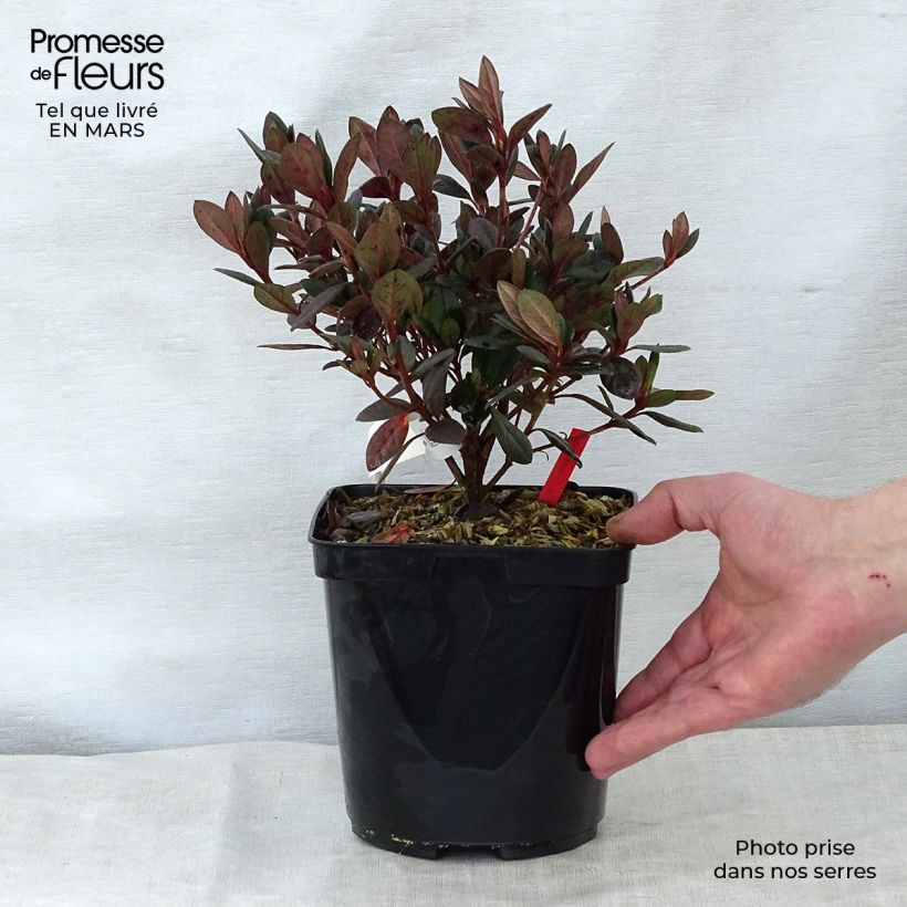 Exemplar von Japanische Azalee Arabesk - Azalea Topf mit 1,5L/2LGelieferte Höhe ca. 20/30cm wie im Frühjahr geliefert