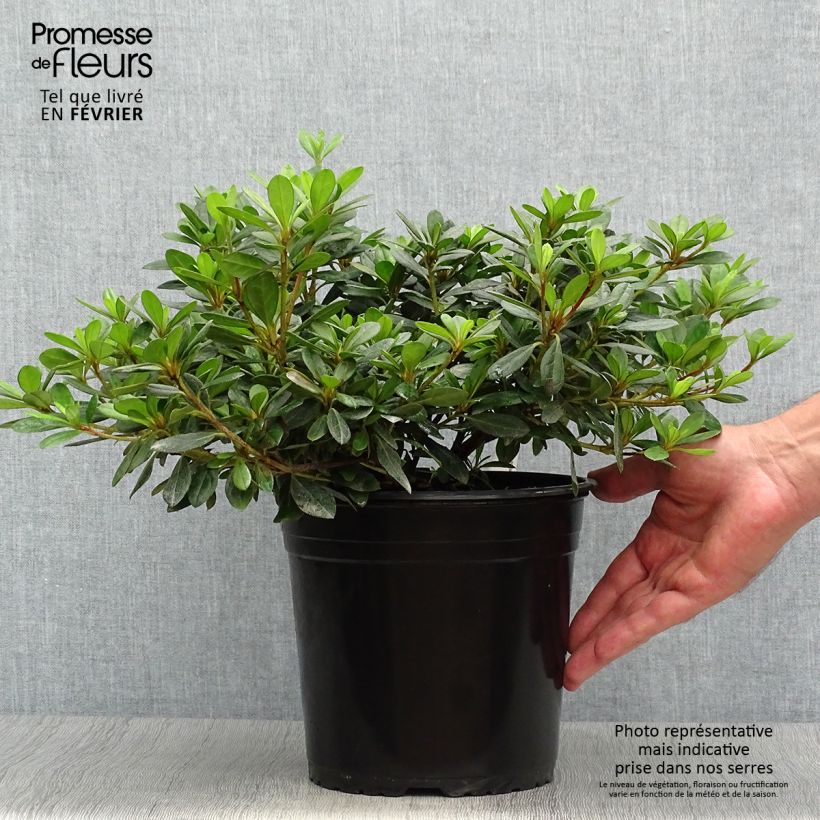 Exemplar von Azalée japonaise - Azalea japonica Arabesk en pot de 4l/5l wie im Herbst geliefert