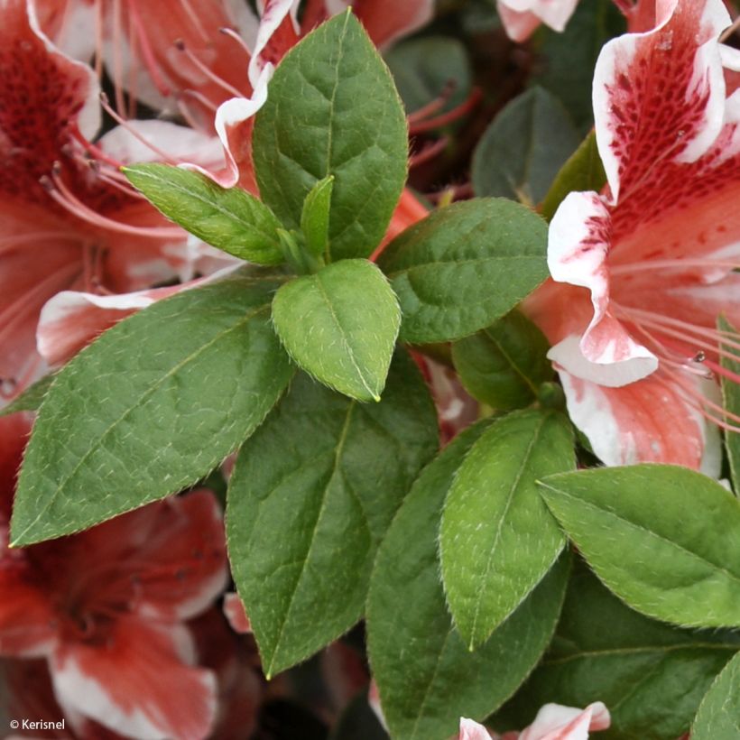 Japanische Azalee Ben Morrisson - Azalea (Laub)