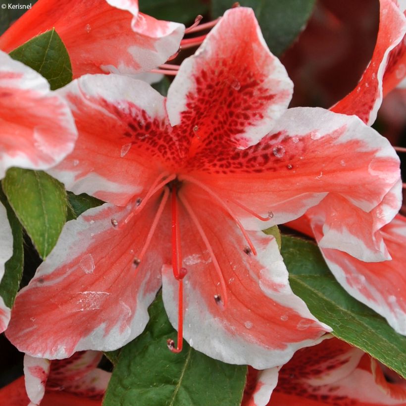 Japanische Azalee Ben Morrisson - Azalea (Blüte)