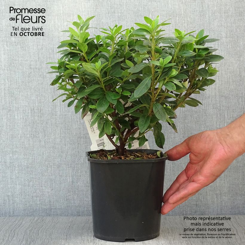 Exemplar von Azalée japonaise - Azalea japonica Ben Morrisson  Pot de 2L/3L wie im Herbst geliefert