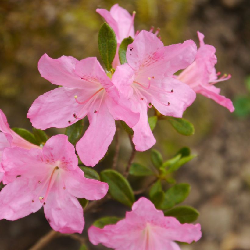 Japanische Azalee Gilbert Mullie - Azalea (Blüte)