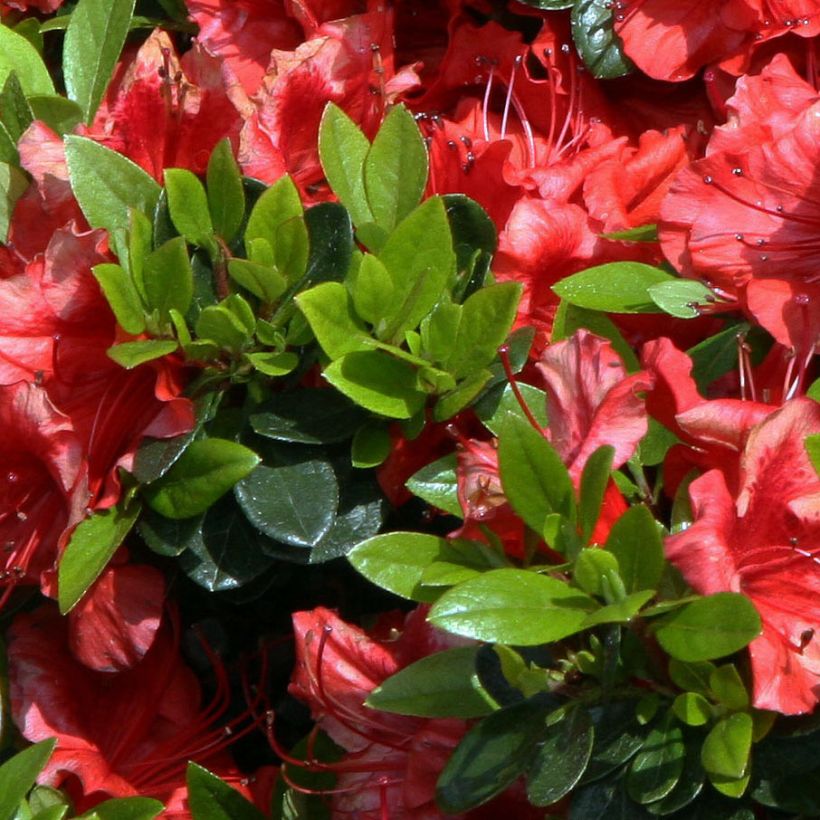 Japanische Azalee Girard's scarlet - Azalea (Laub)