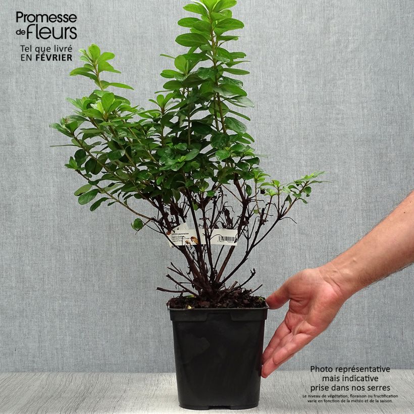 Exemplar von Azalée japonaise Girard's Scarlet - Rhododendron hybride Pot de 2L/3L wie im Herbst geliefert