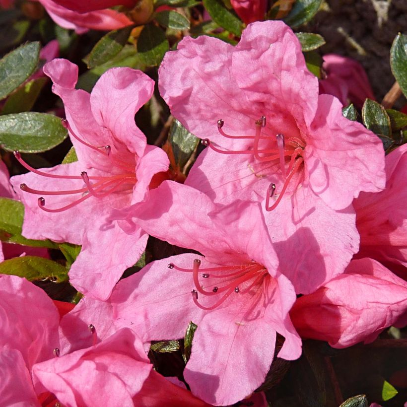 Japanische Azalee Mme Van Hecke - Azalea (Blüte)