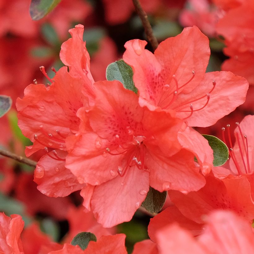 Japanische Azalee Orange Beauty - Azalea (Blüte)