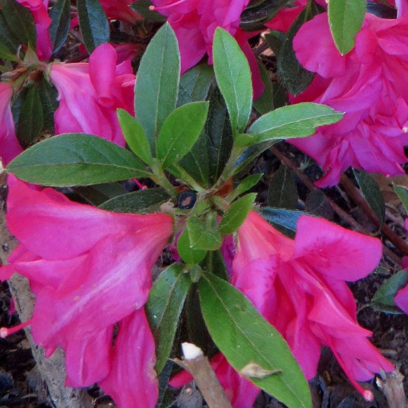 Japanische Azalee Rosa King - Azalea (Laub)