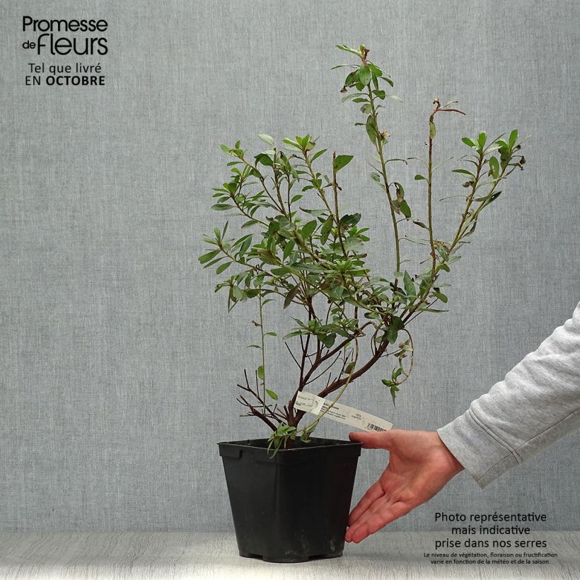 Exemplar von Azalée japonaise Tamanini - Rhododendron hybride Pot de 2L/3L wie im Herbst geliefert