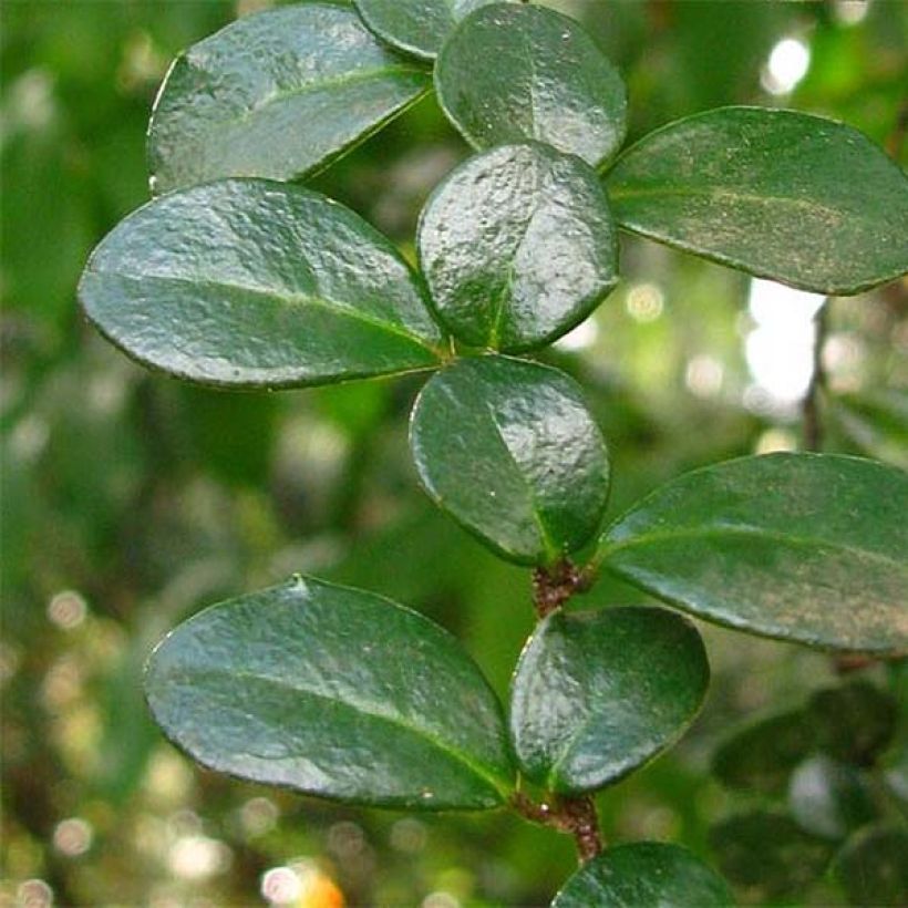 Azara microphylla (Laub)