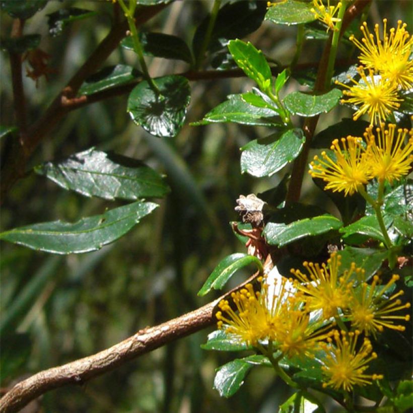 Azara serrata (Laub)