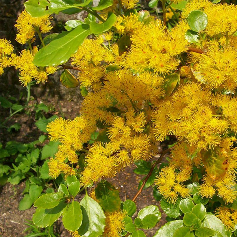 Azara serrata (Blüte)