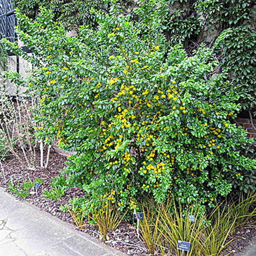 Azara serrata (Hafen)