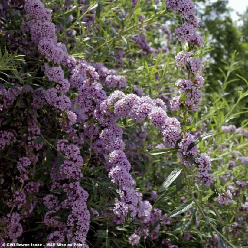 Buddleja alternifolia - Wechselblättriger Sommerflieder (Blüte)