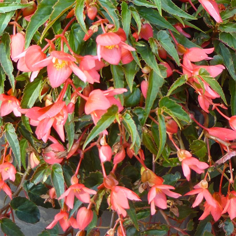 Begonie Summerwings Pink Elegance - Begonia (Blüte)