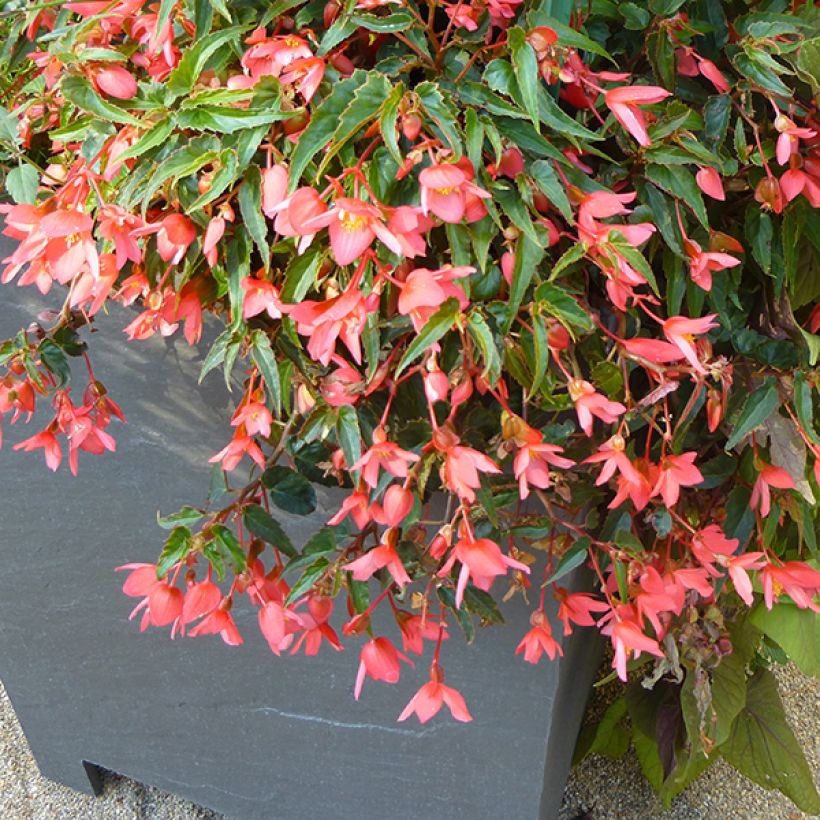 Begonie Summerwings Pink Elegance - Begonia (Hafen)