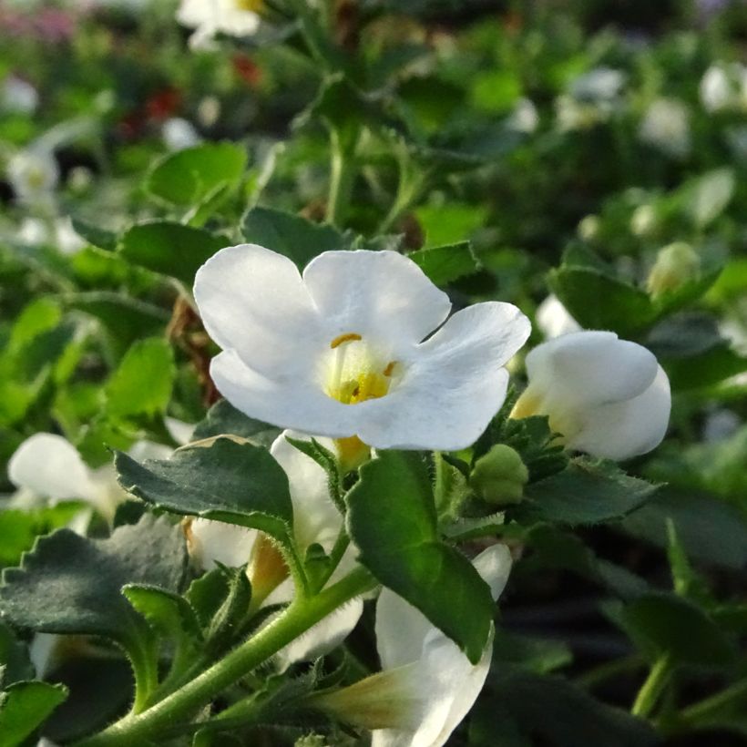 Schneeflockenblume Gulliver Dynamic White - Bacopa (Blüte)