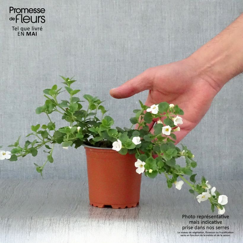 Exemplar von Schneeflockenblume Gulliver Dynamic White - Bacopa wie im Frühjahr geliefert