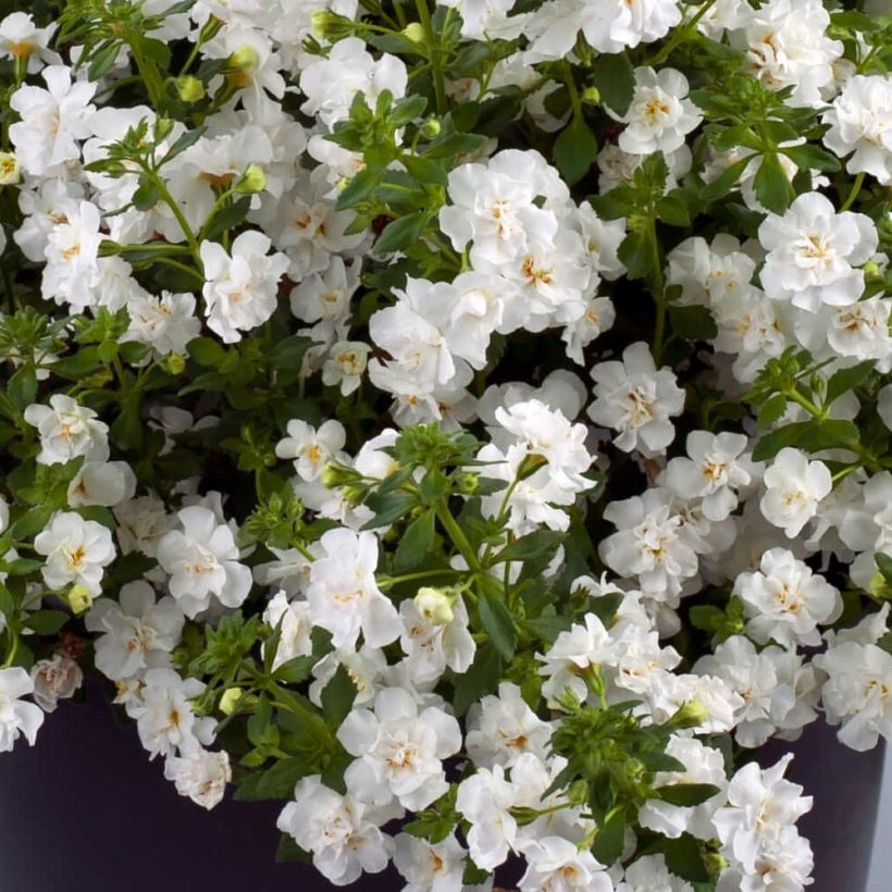 Schneeflockenblume Scopia Double Snowball - Bacopa (Laub)