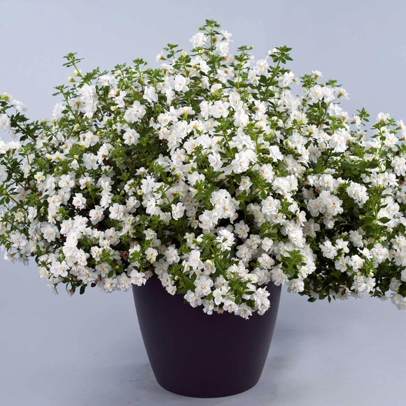 Schneeflockenblume Scopia Double Snowball - Bacopa (Hafen)