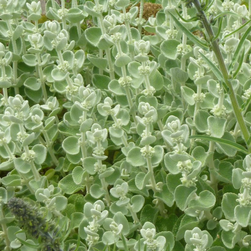 Ballota pseudodictamnus - Gottvergeß (Laub)