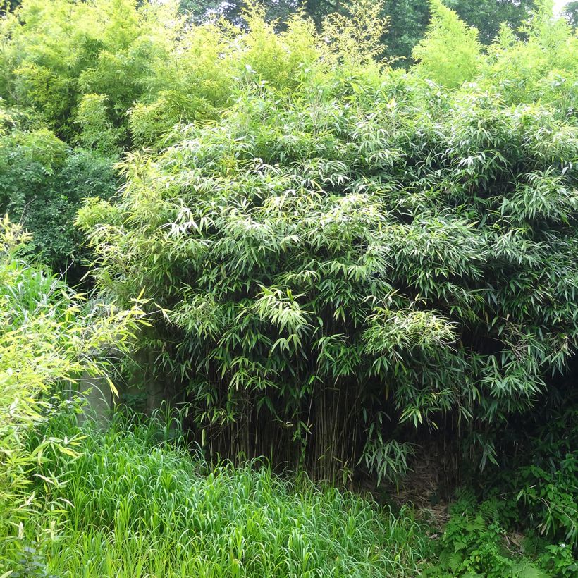 Bisset-Bambus - Phyllostachys bissetii (Hafen)