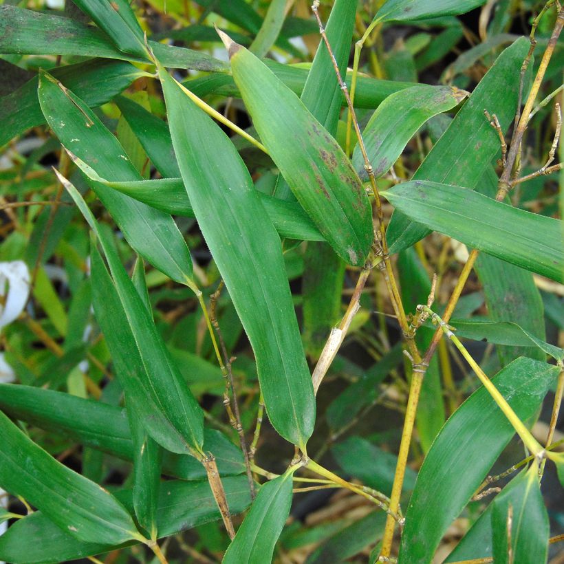 Bisset-Bambus - Phyllostachys bissetii (Laub)