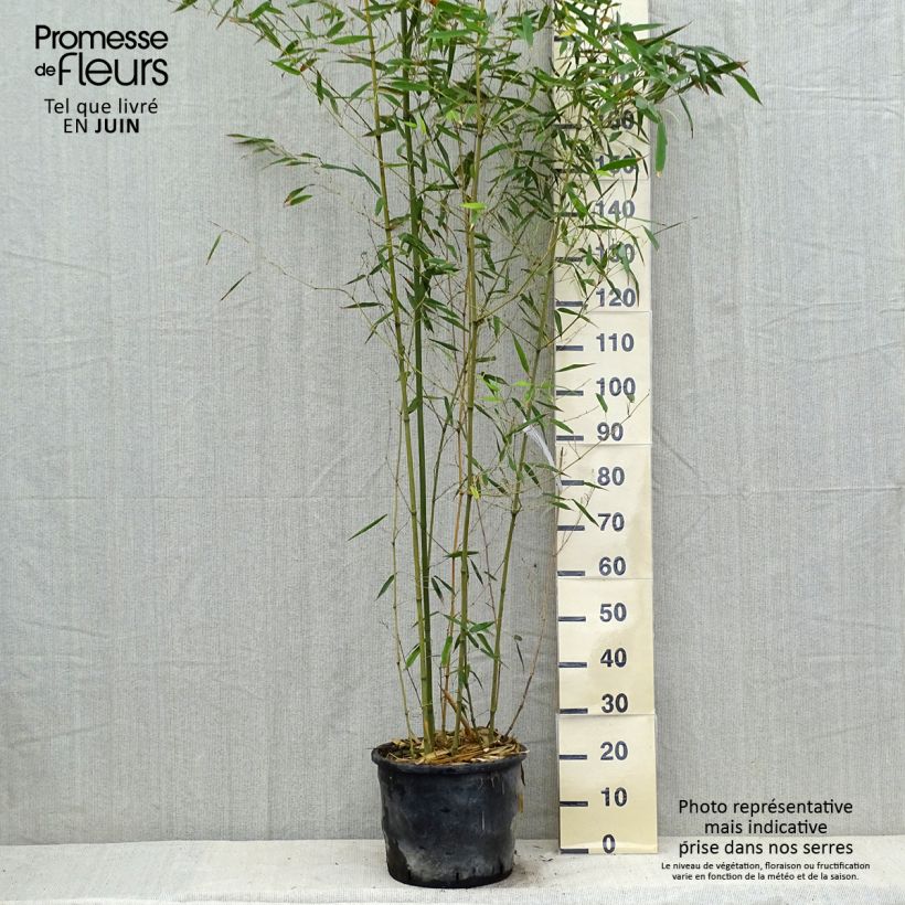 Exemplar von Bisset-Bambus - Phyllostachys bissetii wie im Sommer geliefert