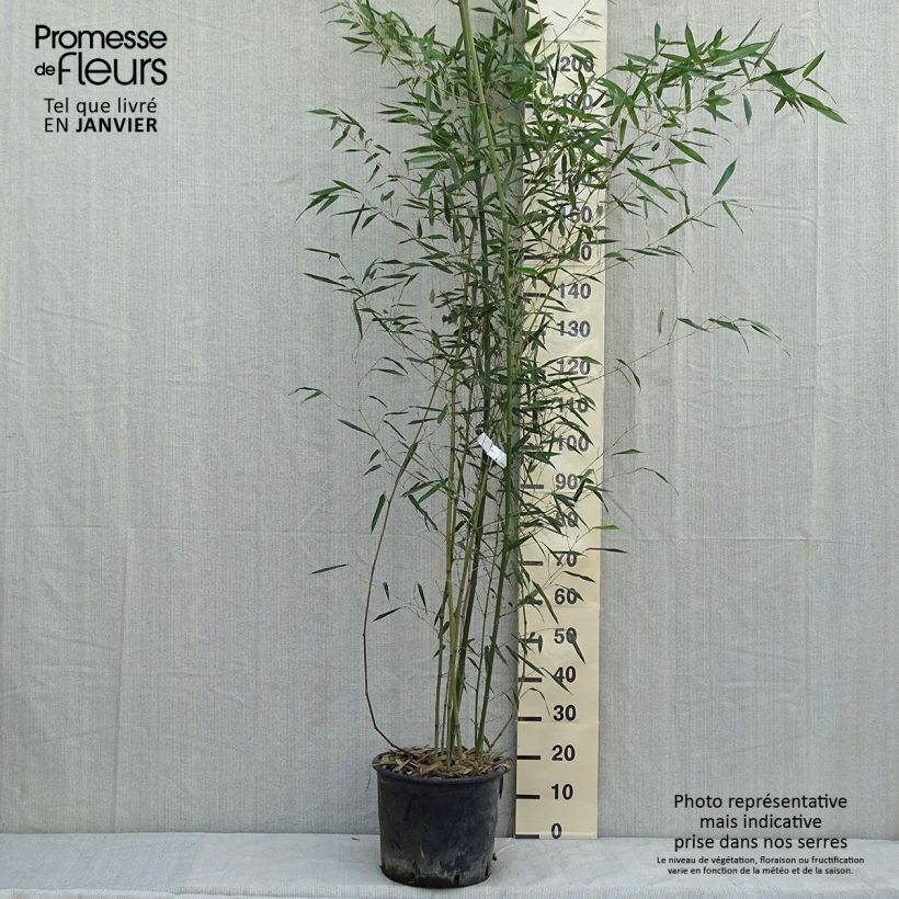 Exemplar von Bambou - Phyllostachys bissetii pot 12L 150 cm wie im Winter geliefert