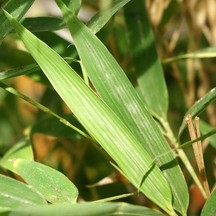 Goldrohr Bambus Koï - Phyllostachys aurea (Laub)